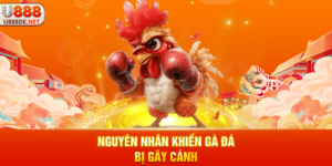 Nguyên nhân khiến gà đá bị gãy cánh